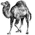 This is the logo referenced by the image at images/perl.png